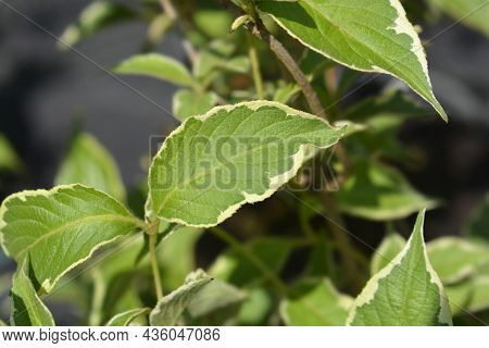 Variegated Weigela Leaves - Latin Name - Weigela Florida Nana Variegata
