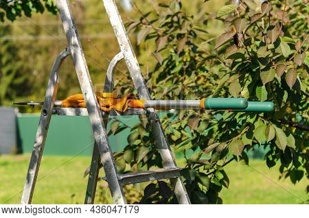 Seasonal Pruning Trees With Pruning Shears. Gardener Pruning Fruit Trees With Pruning Shears. Taking