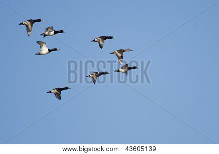 ฝูงเป็ด necked –แหวนบินในท้องฟ้าสีฟ้า