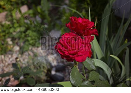 Varietal Red Rose In The Front Garden. Stone Front Garden With Roses