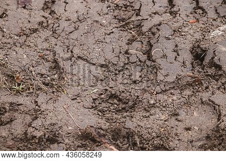 Dirty Texture. Wet Soggy Earth After Rain. Mud Surface In Autumn.