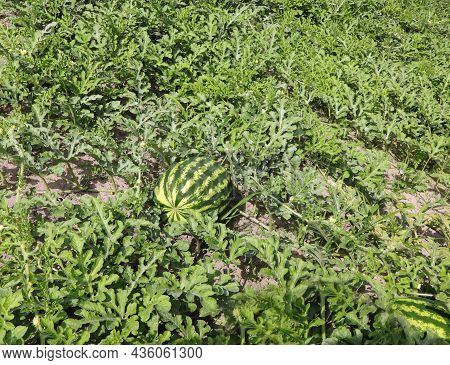 Big Green Ripe Watermelon And Plant Leaves In Cultivated Sandy Soil In Summer