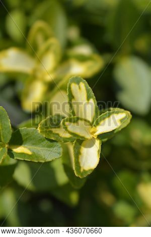 Wintercreeper Blondy Leaves - Latin Name - Euonymus Fortunei Blondy