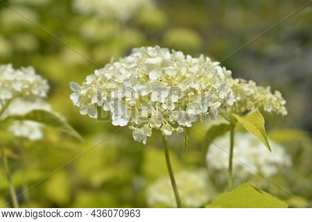 Smooth Hydrangea Annabelle Flowers - Latin Name - Hydrangea Arborescens Annabelle