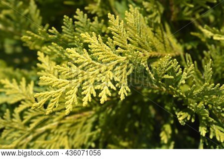 Lawsons Cypress Sunkist - Latin Name - Chamaecyparis Lawsoniana Sunkist