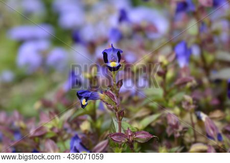 Wishbone Flower - Latin Name - Torenia Fournieri