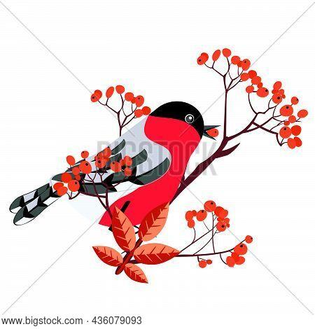 Bullfinch On Rowan