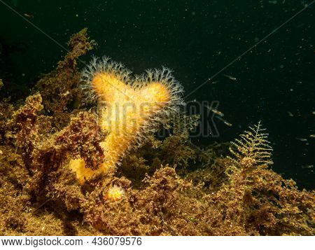 A Close-up Picture Of The Soft Coral Dead Mans Fingers Or Alcyonium Digitatum. Picture From The Weat