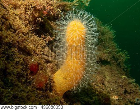 A Close-up Picture Of The Soft Coral Dead Mans Fingers Or Alcyonium Digitatum. Picture From The Weat