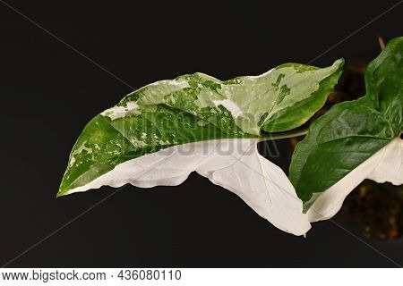 Leaf Of Exotic Houseplant With Botanic Name 'syngonium Podophyllum Variagata' With White Spots On Bl
