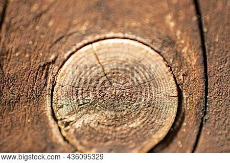 Wooden Brown Knag In Close Up Macro