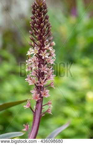 Pineapple Lily (eucomis Comosa) Flowers