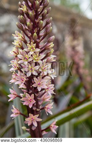 Pineapple Lily (eucomis Comosa) Flowers