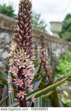Pineapple Lily (eucomis Comosa) Flowers