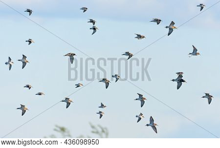 Mixed Flock Of Waders In Spring Flight - Ruffs, Red-necked Phalaropes, Dunlins