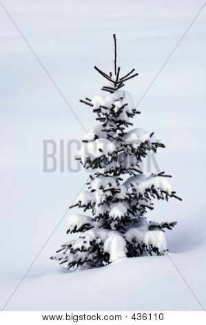 Een echte kerstboom