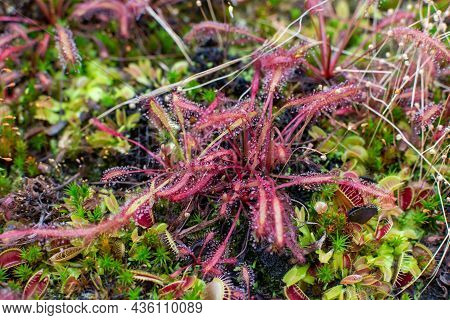 Botanical Collection, Different Carnivorous Plants Which Trapping And Consuming Animals And Protozoa