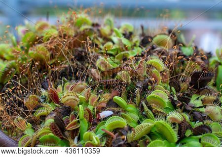 Botanical Collection, Different Carnivorous Plants Which Trapping And Consuming Animals And Protozoa