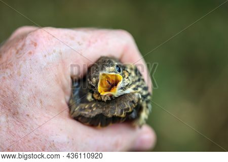 A Baby Thrush, Little Song Thrush. Close Up Of A Thrush.