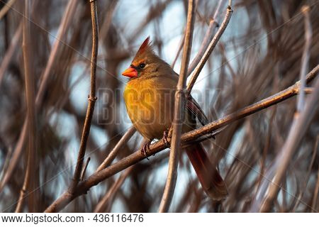 Incredible Beautiful Wildlife Birding Photograph Of A Single Gold And Red Colored Female Northern Ca