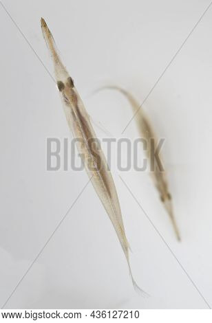 Small Pipe Fish Native To Asia Living In Rice Paddies With Its Strange Long Mouth And See Though Bod