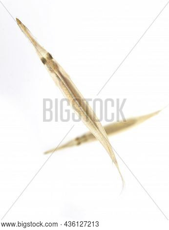 Small Pipe Fish Native To Asia Living In Rice Paddies With Its Strange Long Mouth And See Though Bod