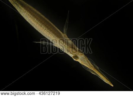 Small Pipe Fish Native To Asia Living In Rice Paddies With Its Strange Long Mouth And See Though Bod