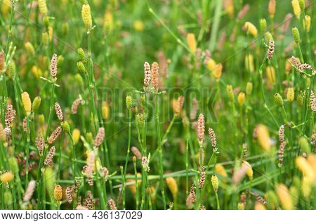 Branched Scouringrush In Bloom Close-up View With Green Blurry Background
