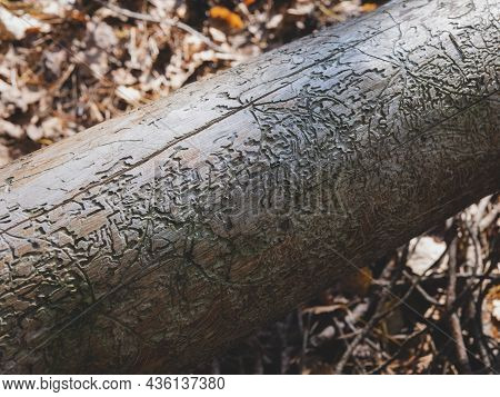Bizarre Bark Beetle Galleries On A Dead Tree. Pest Damage. Tracery Created By Larvae Which Lived In 