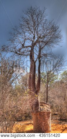 Landscape With Adansonia Rubrostipa Aka Fony Baobab Tree, Reniala Reserve Park, Toliara, Madagascar