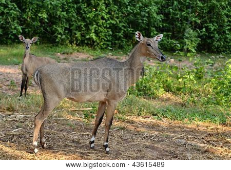 Nilgau