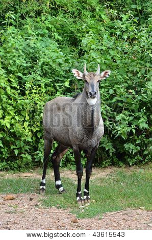Nilgau