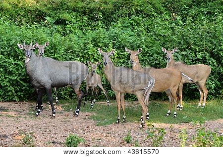 Nilgau