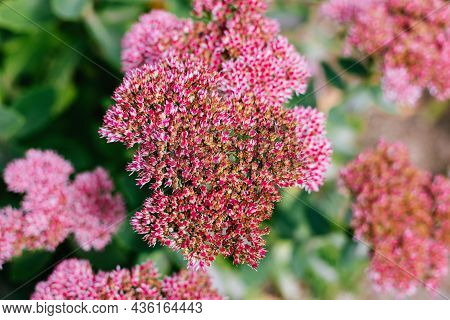 Ornamental Decorative Garden Plants On Dark Green Background. Fathen (sedum). Wallpaper Or Backgroun
