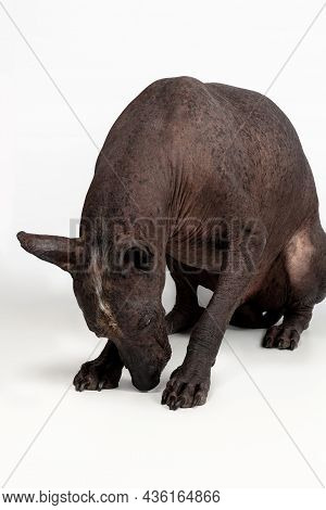 Xoloitzcuintle, Or Mexican Hairless Breed, Ancient Unsusual Dog, Bowing His Head To The Floor. Dark 