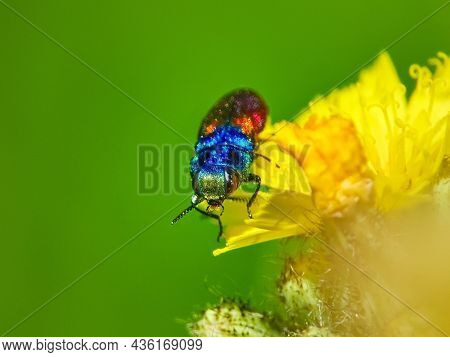 colorful beetle on yellow flower in spring - Anthaxia (Anthaxia) bicolor Falderman