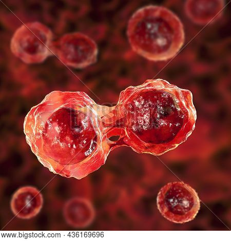 Dividing Stem Cells, 3d Illustration. Research And Scientific Background