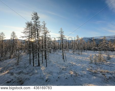 Winter Forest, Snow Covered Fir Trees In Kolyma, Yakutia, Russia