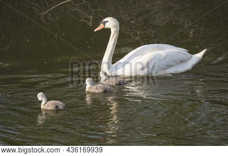 Close Up White Mute Swan, Cygnus Olor With Three Small Cute Chicks Swimming On Brown Green Water Suf