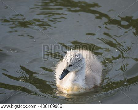Close Up Cute Fluffy Little Chick Of Mute Swan, Cygnus Olor Swimming On Brown Green Water Suface In 