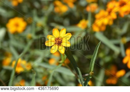 Orange Narrowleaf Zinnia - Latin Name - Zinnia Angustifolia
