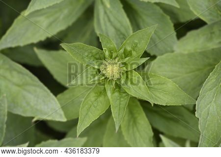 Great Blue Lobelia - Latin Name - Lobelia Siphilitica