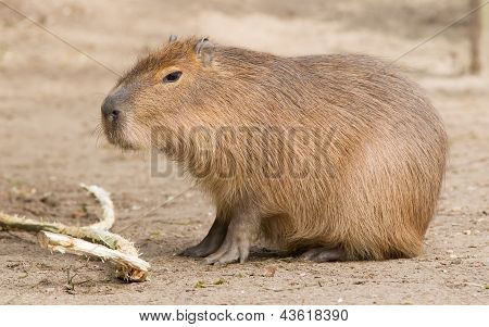 Capybara (hydrochoerus Hydrochaeris) Sitting In The Sand