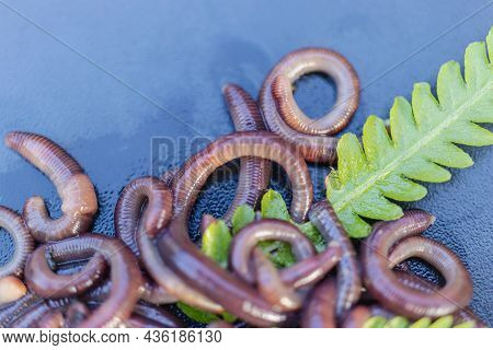 Breeding Red Worms Dendrobena. Fertile Soil. Natural Soil Improvement. Fishing Worms