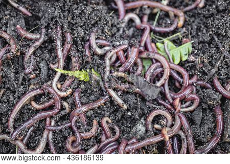 Breeding Red Worms Dendrobena. Fertile Soil. Natural Soil Improvement. Fishing Worms