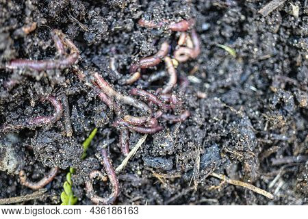 Breeding Red Worms Dendrobena. Fertile Soil. Natural Soil Improvement. Fishing Worms