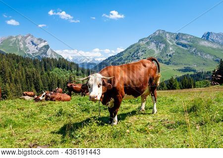 Cows In A Mountain Field. La Clusaz, Haute-savoie, France