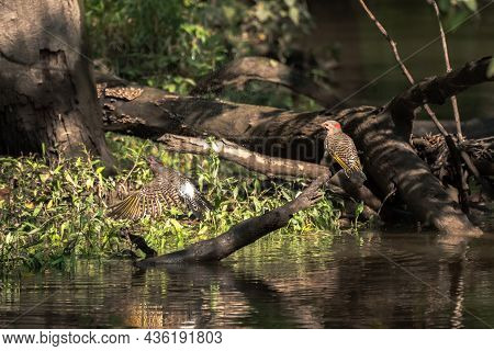 Incredible Wildlife Photograph Of Pair Of Northern Flicker Woodpecker Birds With One Sitting On The 