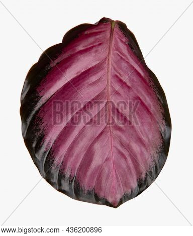 Dottle plant leaf on white background