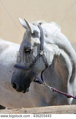 Face Of A Purebred Gray Horse. Portrait Of Beautiful Gray Mare. A Head Shot Of A Single Horse. Grey 